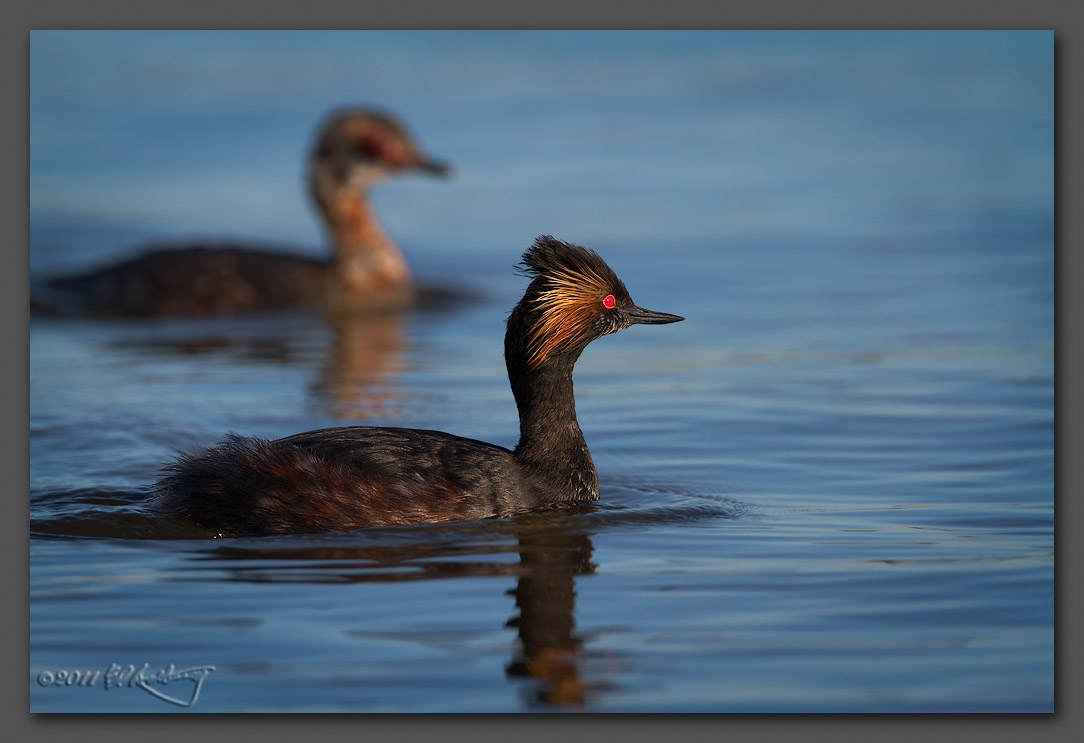 IMAGE: http://www.edrotberg.org/images/Eared%20Grebe%20male%20-%20breeding%20plumage%2020.jpg