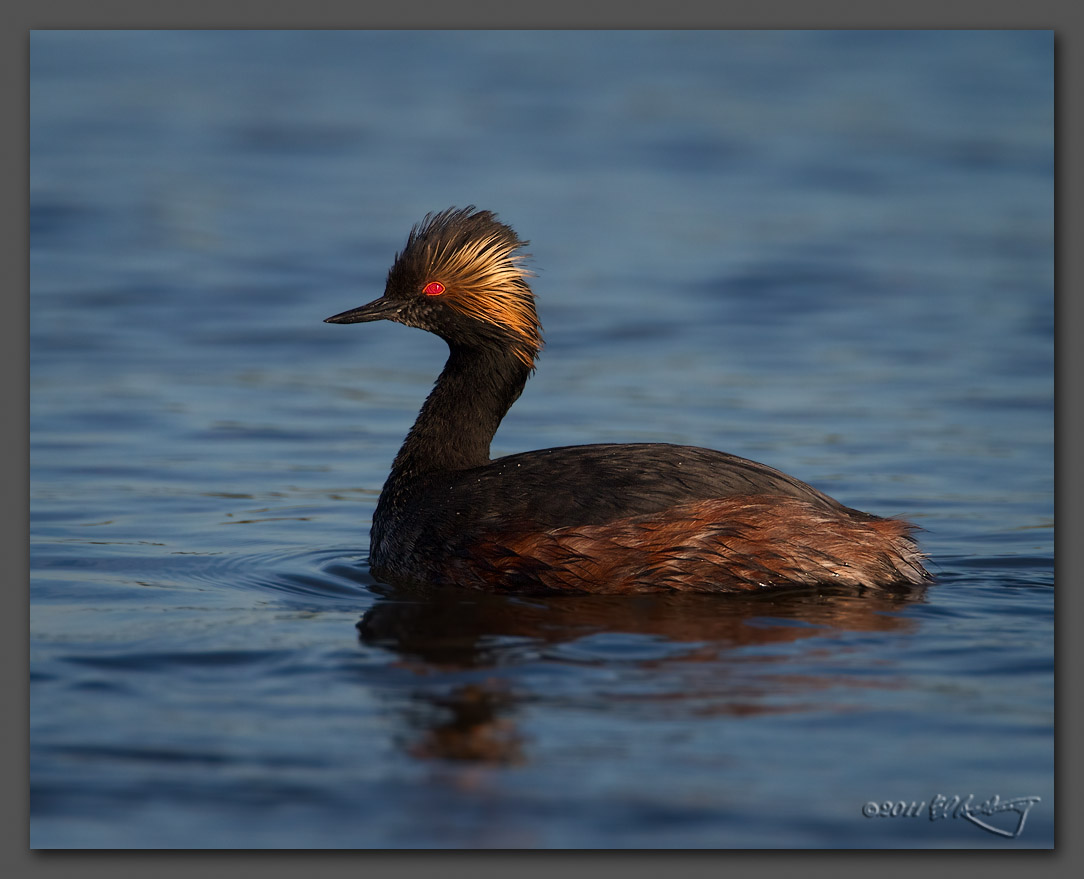IMAGE: http://www.edrotberg.org/images/Eared%20Grebe%20male%20-%20breeding%20plumage%2039.jpg