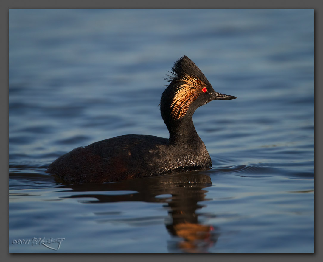 IMAGE: http://www.edrotberg.org/images/Eared%20Grebe%20male%20-%20breeding%20plumage%2047.jpg