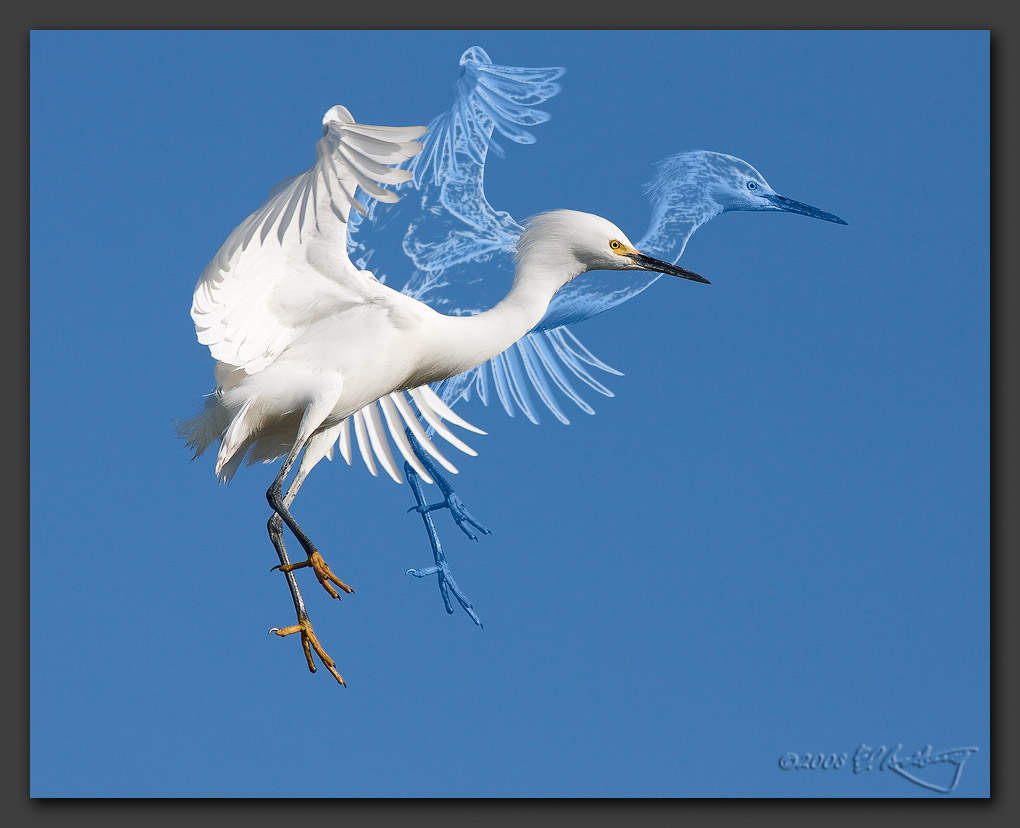 IMAGE: http://www.edrotberg.org/images/Egret%20Spirit.jpg