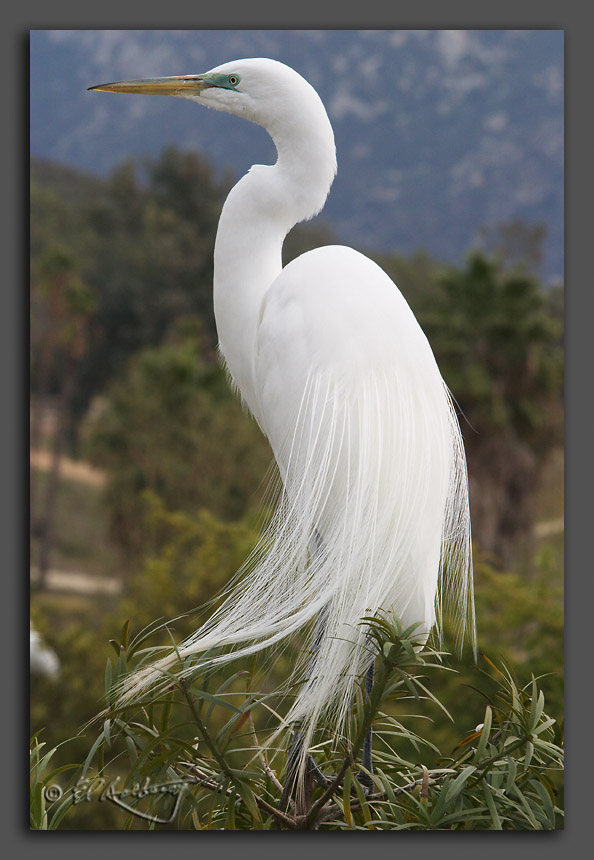 IMAGE: http://www.edrotberg.org/images/Egret1.jpg