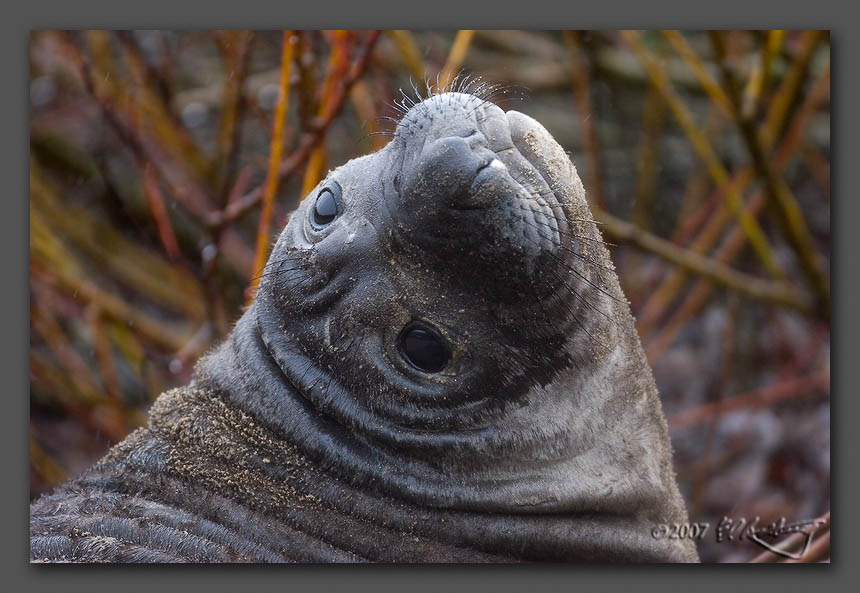 IMAGE: http://www.edrotberg.org/images/Elephant%20Seals%200123.jpg