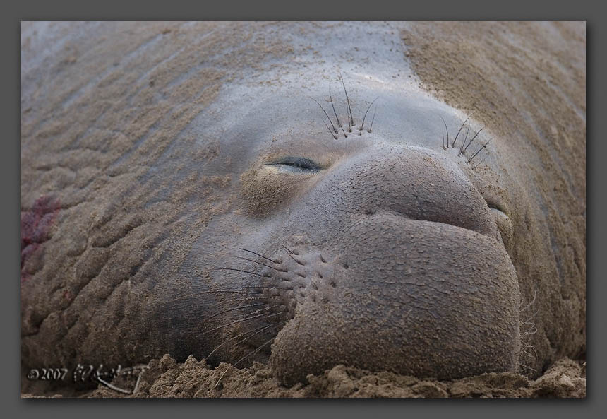 IMAGE: http://www.edrotberg.org/images/Elephant%20Seals%200159.jpg