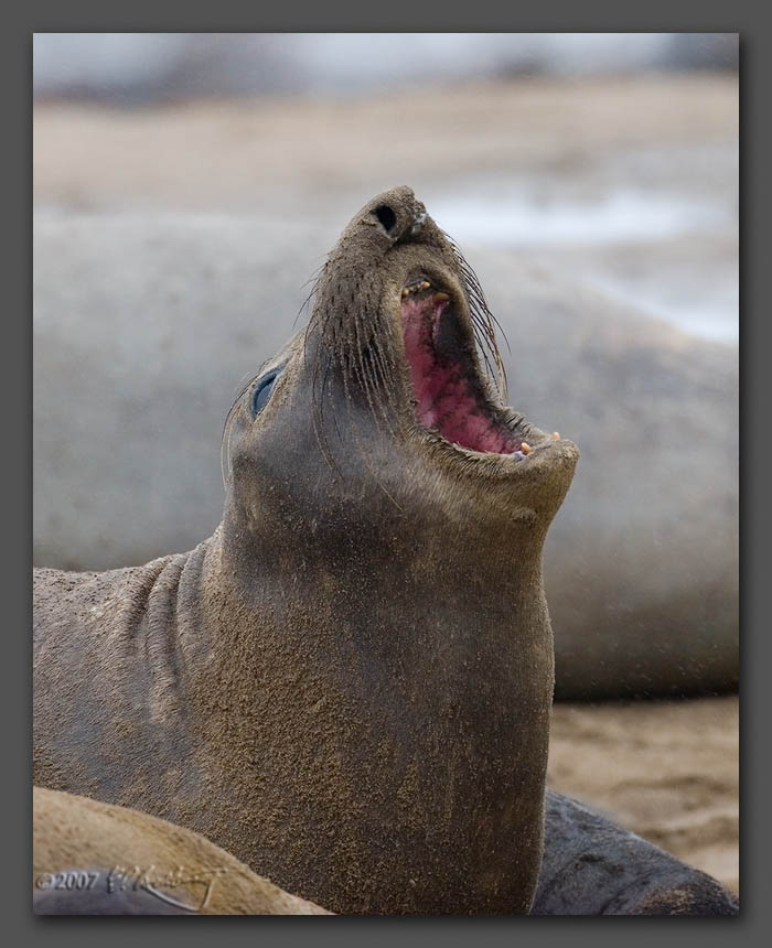 IMAGE: http://www.edrotberg.org/images/Elephant%20Seals%200194.jpg