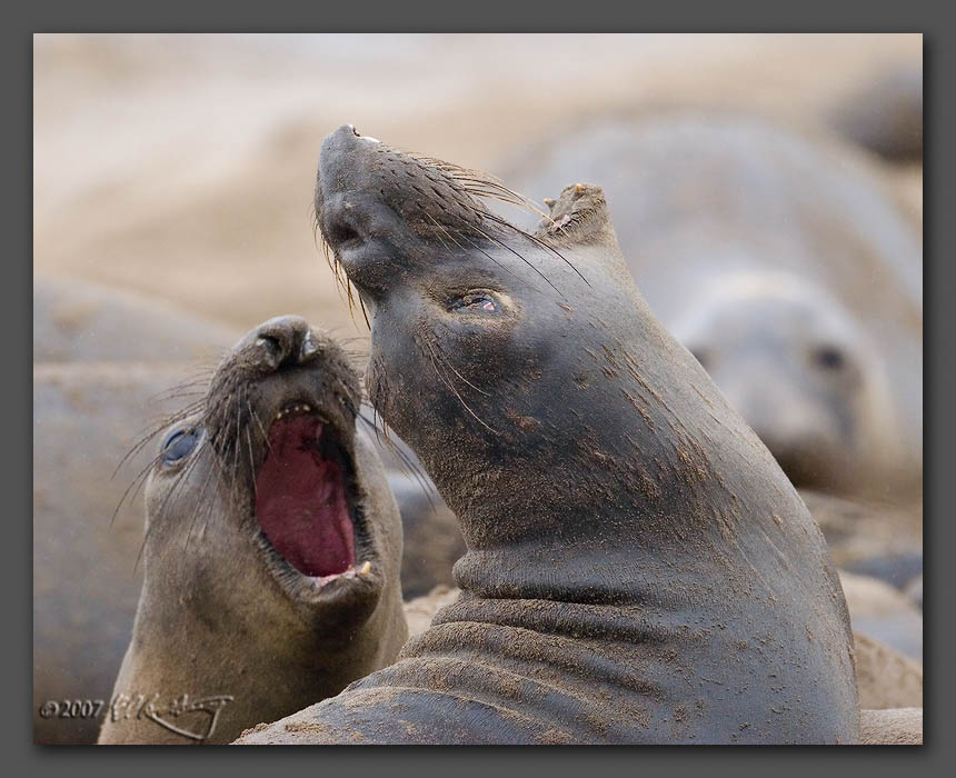 IMAGE: http://www.edrotberg.org/images/Elephant%20Seals%200247.jpg