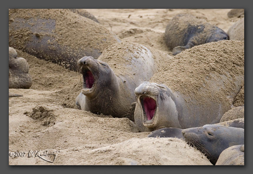 IMAGE: http://www.edrotberg.org/images/Elephant%20Seals%200329.jpg
