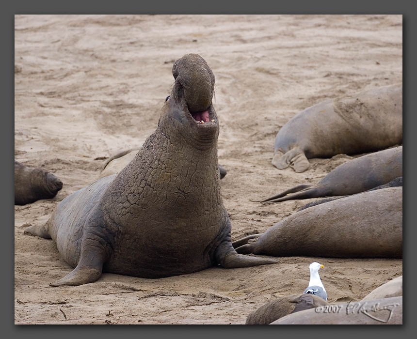 IMAGE: http://www.edrotberg.org/images/Elephant%20Seals%200350.jpg