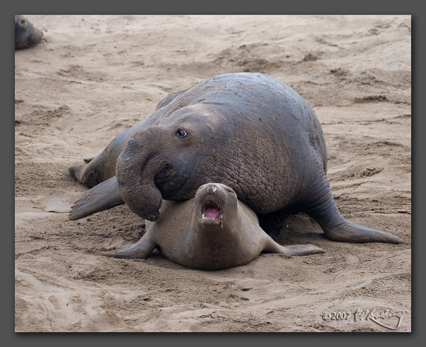 IMAGE: http://www.edrotberg.org/images/Elephant%20Seals%200367.jpg