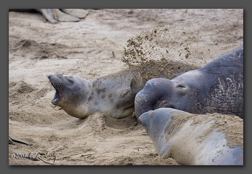 IMAGE: http://www.edrotberg.org/images/Elephant%20Seals%200402.jpg