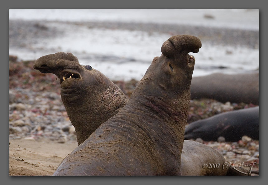IMAGE: http://www.edrotberg.org/images/Elephant%20Seals%200481.jpg