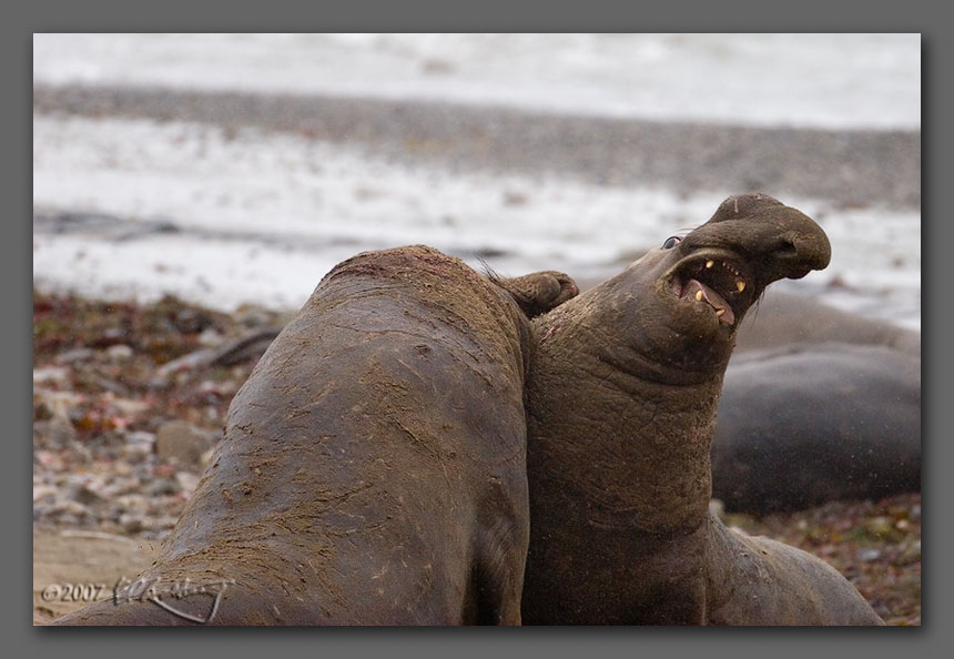 IMAGE: http://www.edrotberg.org/images/Elephant%20Seals%200484.jpg