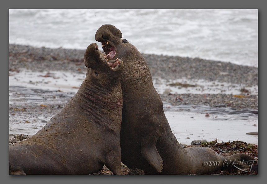 IMAGE: http://www.edrotberg.org/images/Elephant%20Seals%200502.jpg