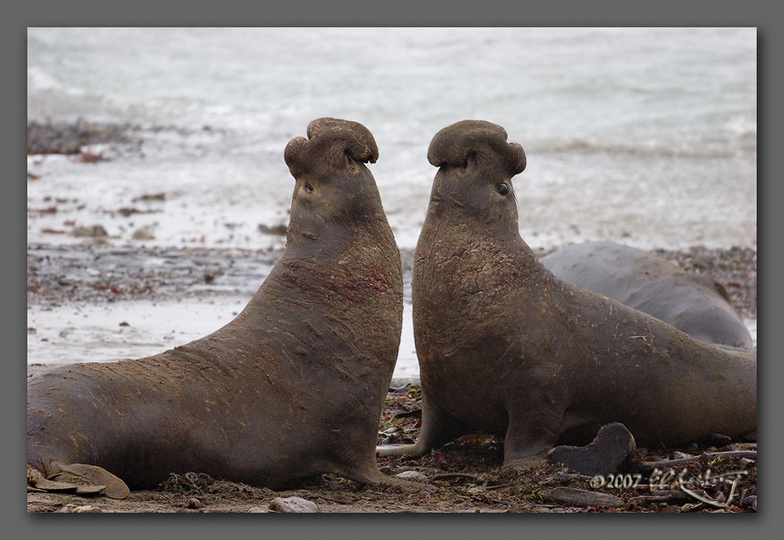 IMAGE: http://www.edrotberg.org/images/Elephant%20Seals%200514.jpg