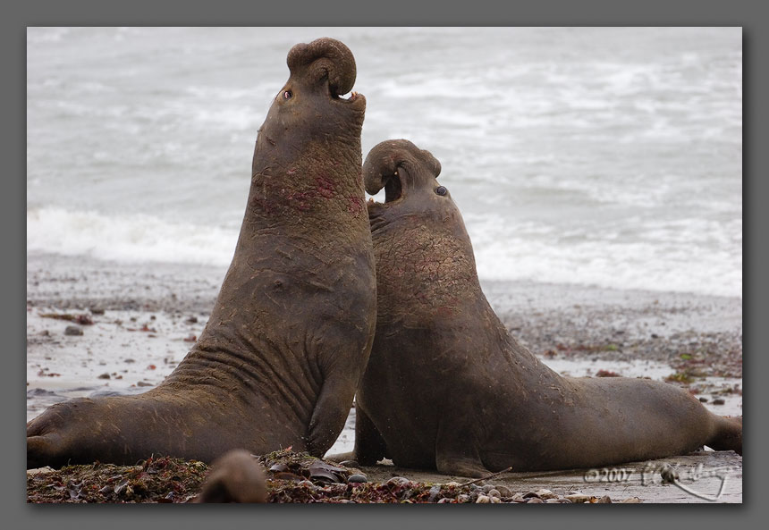 IMAGE: http://www.edrotberg.org/images/Elephant%20Seals%200529.jpg