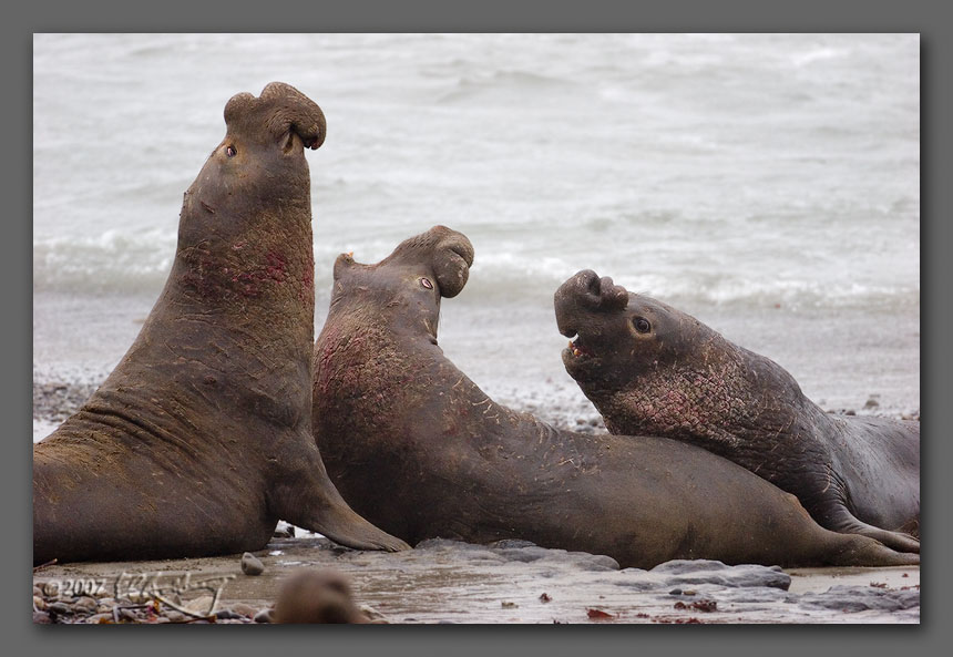 IMAGE: http://www.edrotberg.org/images/Elephant%20Seals%200538.jpg