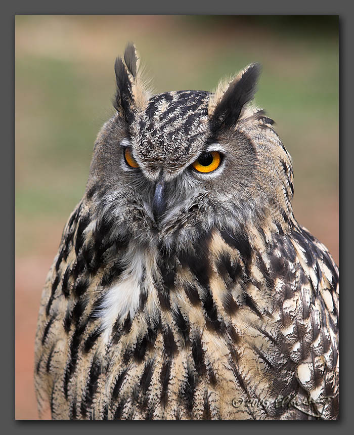 IMAGE: http://www.edrotberg.org/images/Eurasian%20Eagle-owl%202.jpg