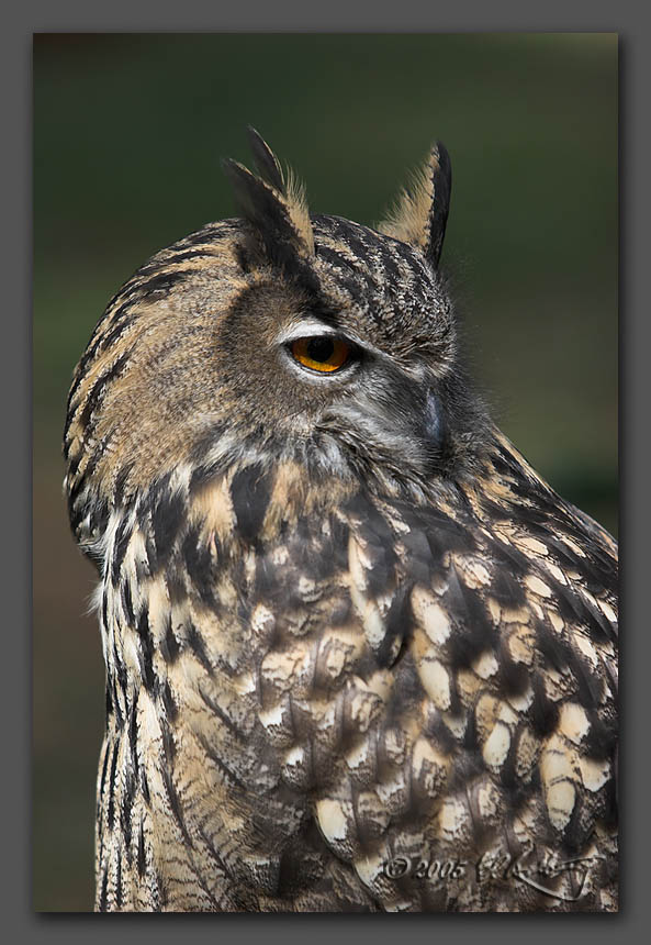IMAGE: http://www.edrotberg.org/images/Eurasian%20Eagle-owl.jpg