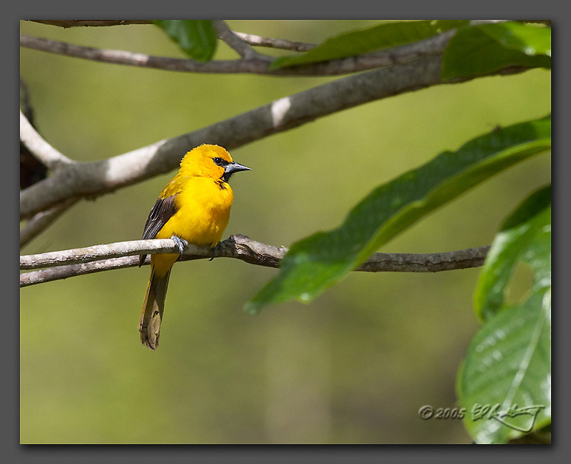 IMAGE: http://www.edrotberg.org/images/Female%20Yellow%20Oriole.jpg