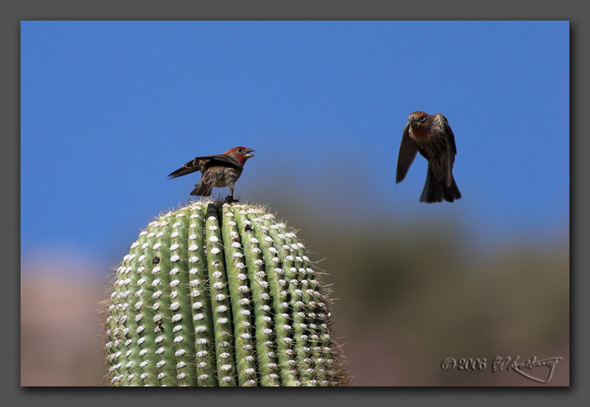 IMAGE: http://www.edrotberg.org/images/Finch%20fight.jpg