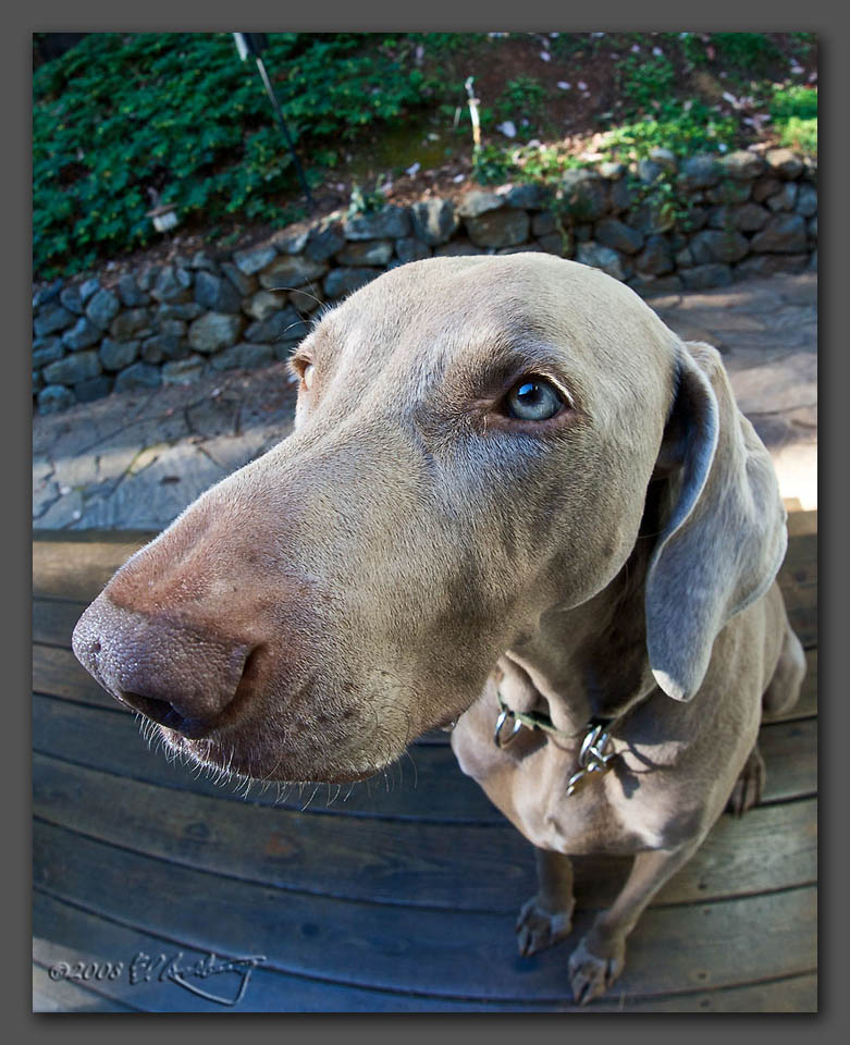 IMAGE: http://www.edrotberg.org/images/Fishy%20Moofy.jpg