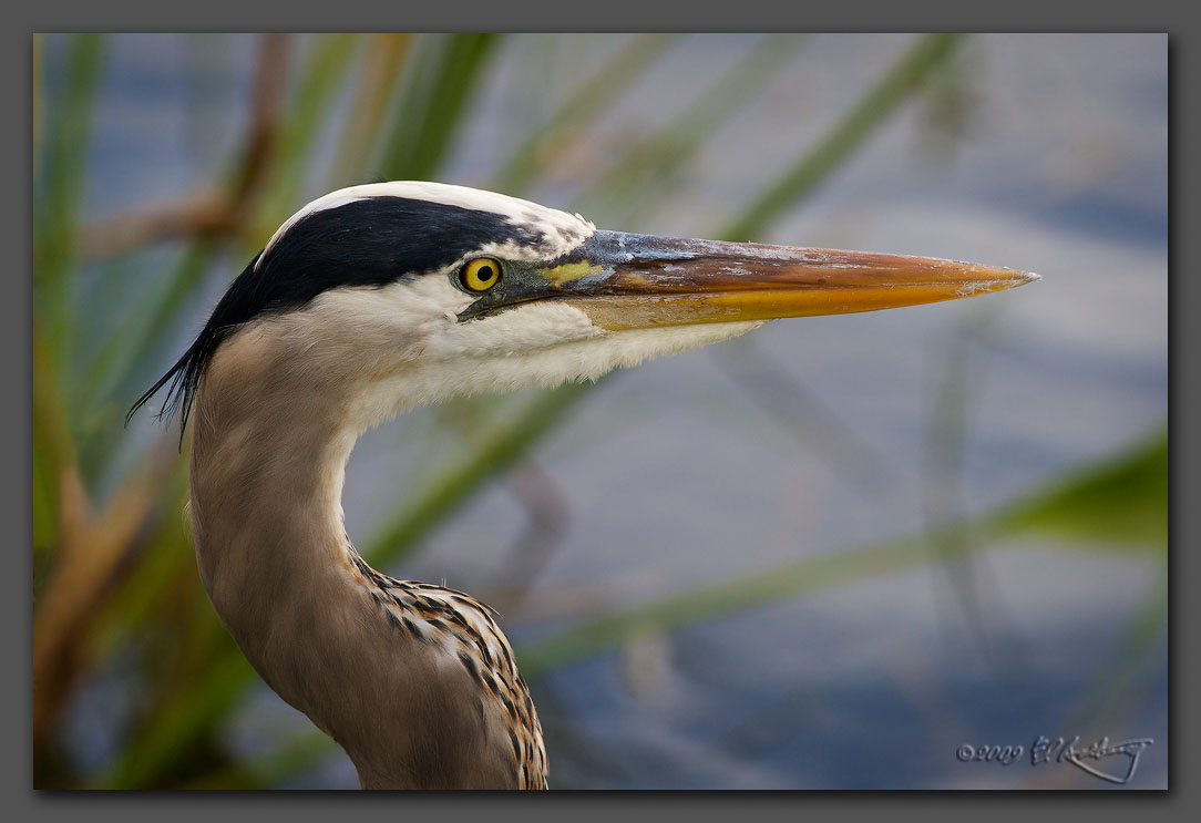 IMAGE: http://www.edrotberg.org/images/GBH%20profile.jpg