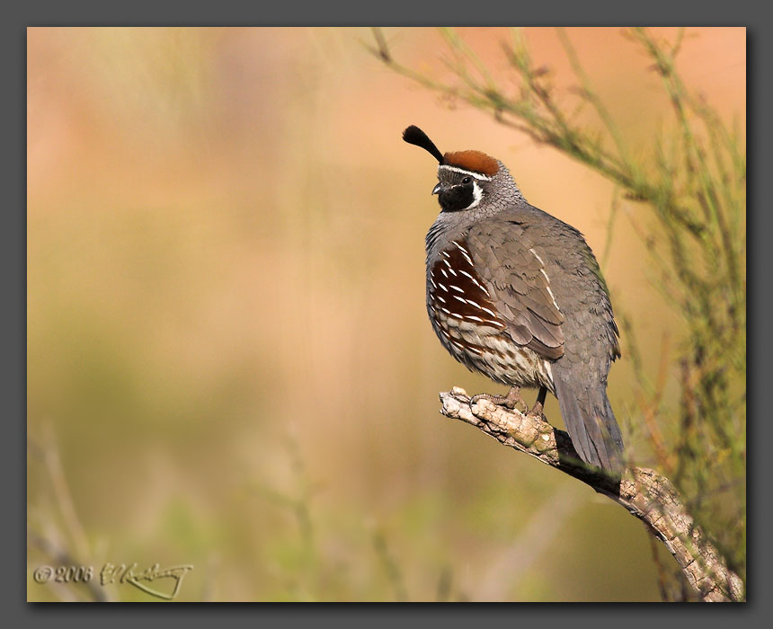 IMAGE: http://www.edrotberg.org/images/Gambel%27s%20Quail%202.jpg