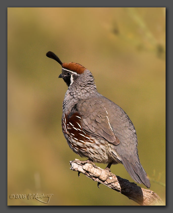 IMAGE: http://www.edrotberg.org/images/Gambel%27s%20Quail%203.jpg