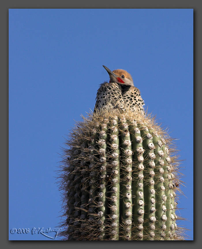 IMAGE: http://www.edrotberg.org/images/Gilded%20Flicker%20male%202.jpg