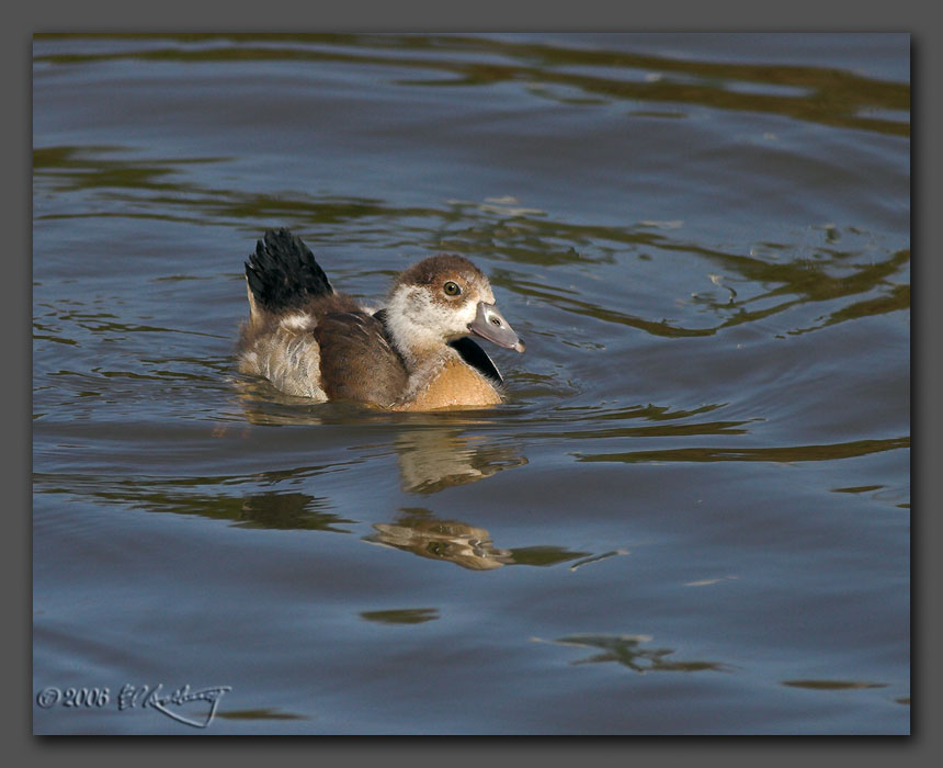 IMAGE: http://www.edrotberg.org/images/Gosling.jpg