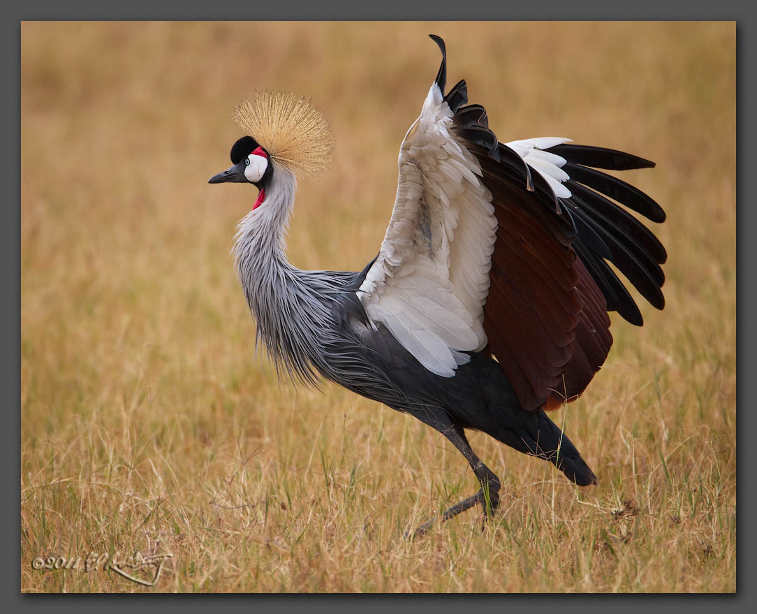 IMAGE: http://www.edrotberg.org/images/Gray%20Crowned%20Crane.jpg