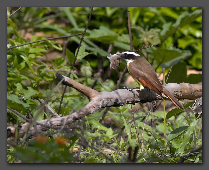 IMAGE: http://www.edrotberg.org/images/Greater%20Kiskadee%20with%20vole.jpg