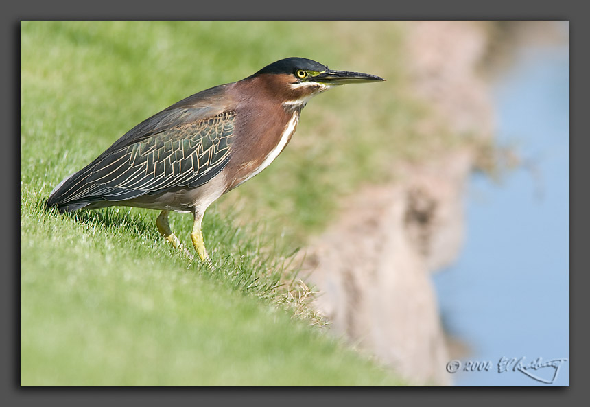 IMAGE: http://www.edrotberg.org/images/Green%20Heron.jpg