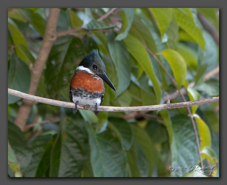 IMAGE: http://www.edrotberg.org/images/Green%20Kingfisher.jpg