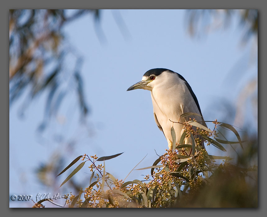 IMAGE: http://www.edrotberg.org/images/Grey%20Lodge%20BCNH.jpg