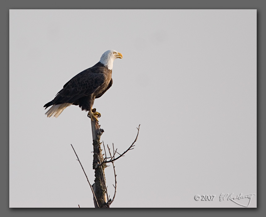 IMAGE: http://www.edrotberg.org/images/Grey%20Lodge%20Bald%20Eagle.jpg