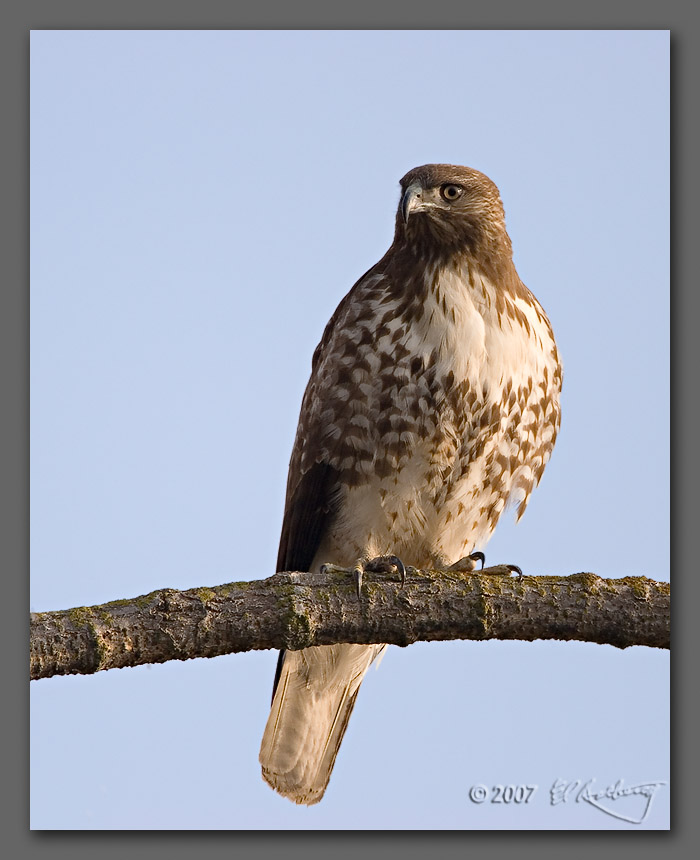 IMAGE: http://www.edrotberg.org/images/Grey%20Lodge%20Red-tail%202.jpg