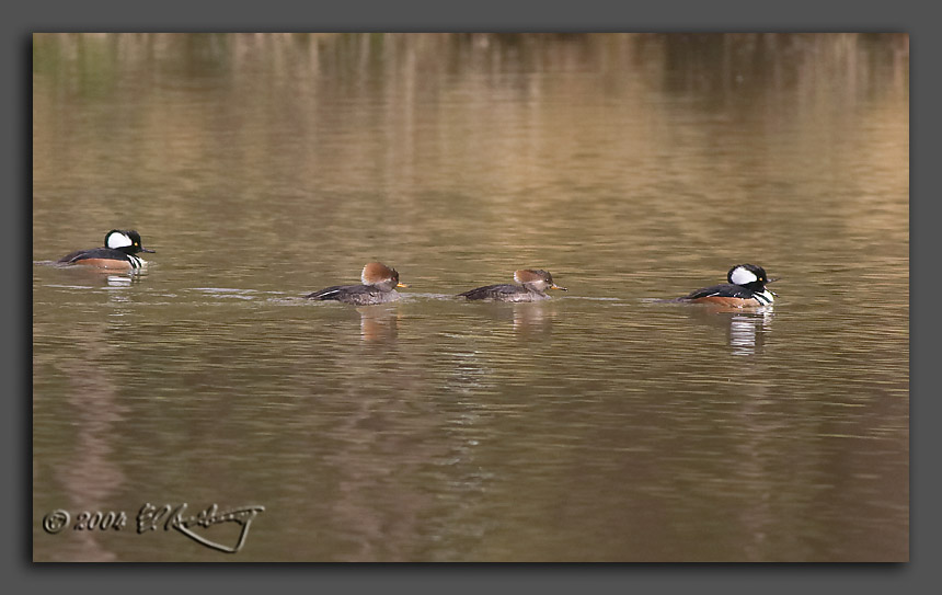 IMAGE: http://www.edrotberg.org/images/Hooded%20Merganser.jpg