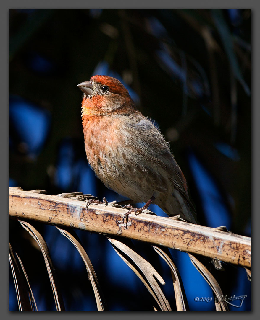 IMAGE: http://www.edrotberg.org/images/House%20Finch%20-%20male.jpg