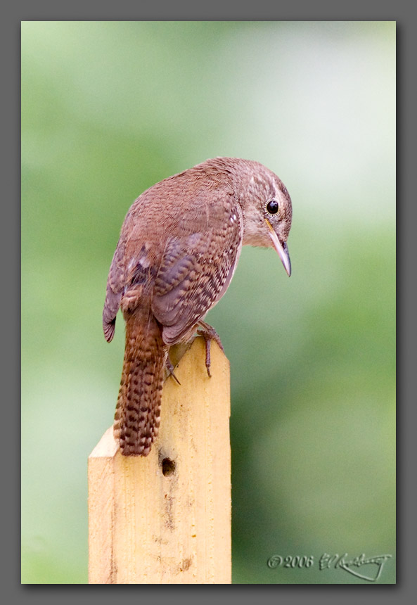 IMAGE: http://www.edrotberg.org/images/House%20Wren.jpg