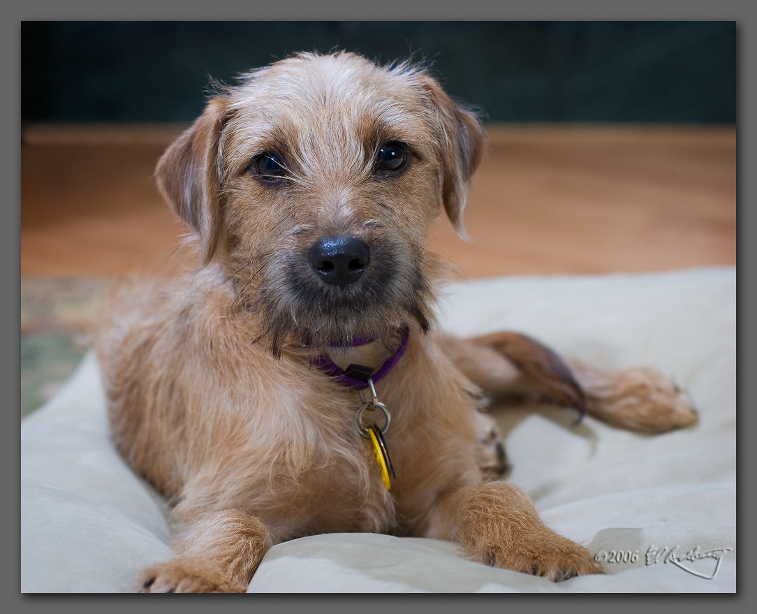 IMAGE: http://www.edrotberg.org/images/JD.jpg