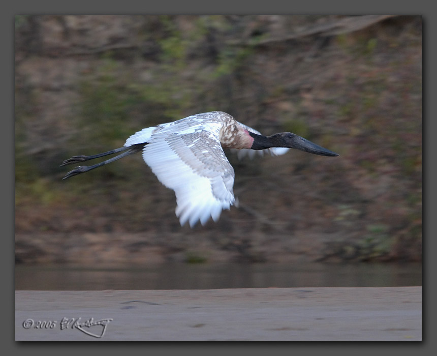 IMAGE: http://www.edrotberg.org/images/Jabiru%20Stork%20in%20flight.jpg