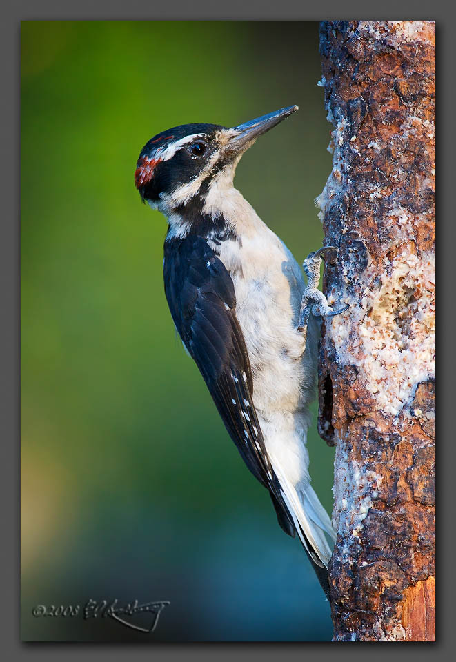 IMAGE: http://www.edrotberg.org/images/Juvenile%20male%20Hairy%20Woodpecker%203.jpg