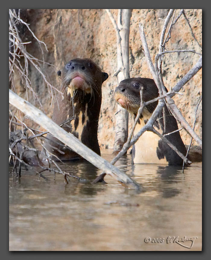 IMAGE: http://www.edrotberg.org/images/K-Group%203.jpg