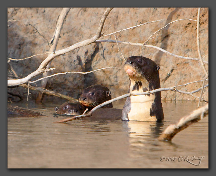 IMAGE: http://www.edrotberg.org/images/K-Group%204.jpg