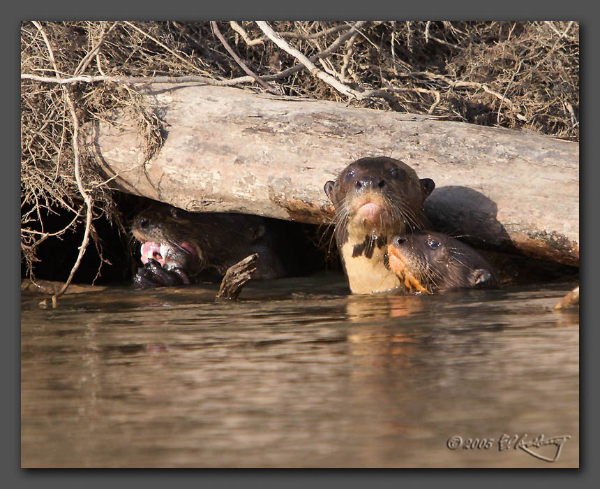 IMAGE: http://www.edrotberg.org/images/K-Group%205.jpg