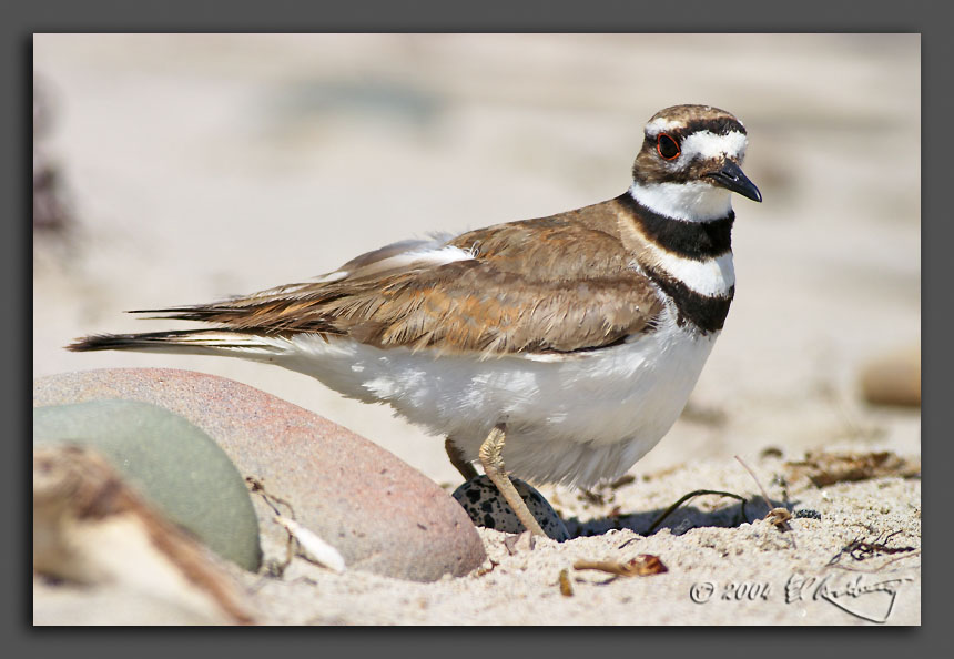 IMAGE: http://www.edrotberg.org/images/Killdeer%20guards%202.jpg