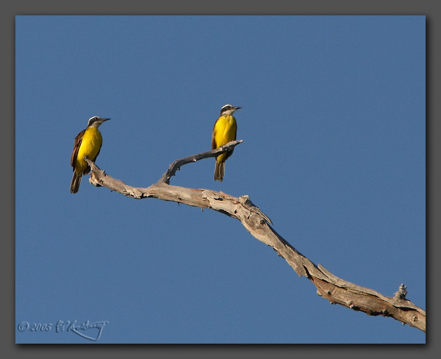 IMAGE: http://www.edrotberg.org/images/Kiskadees.jpg