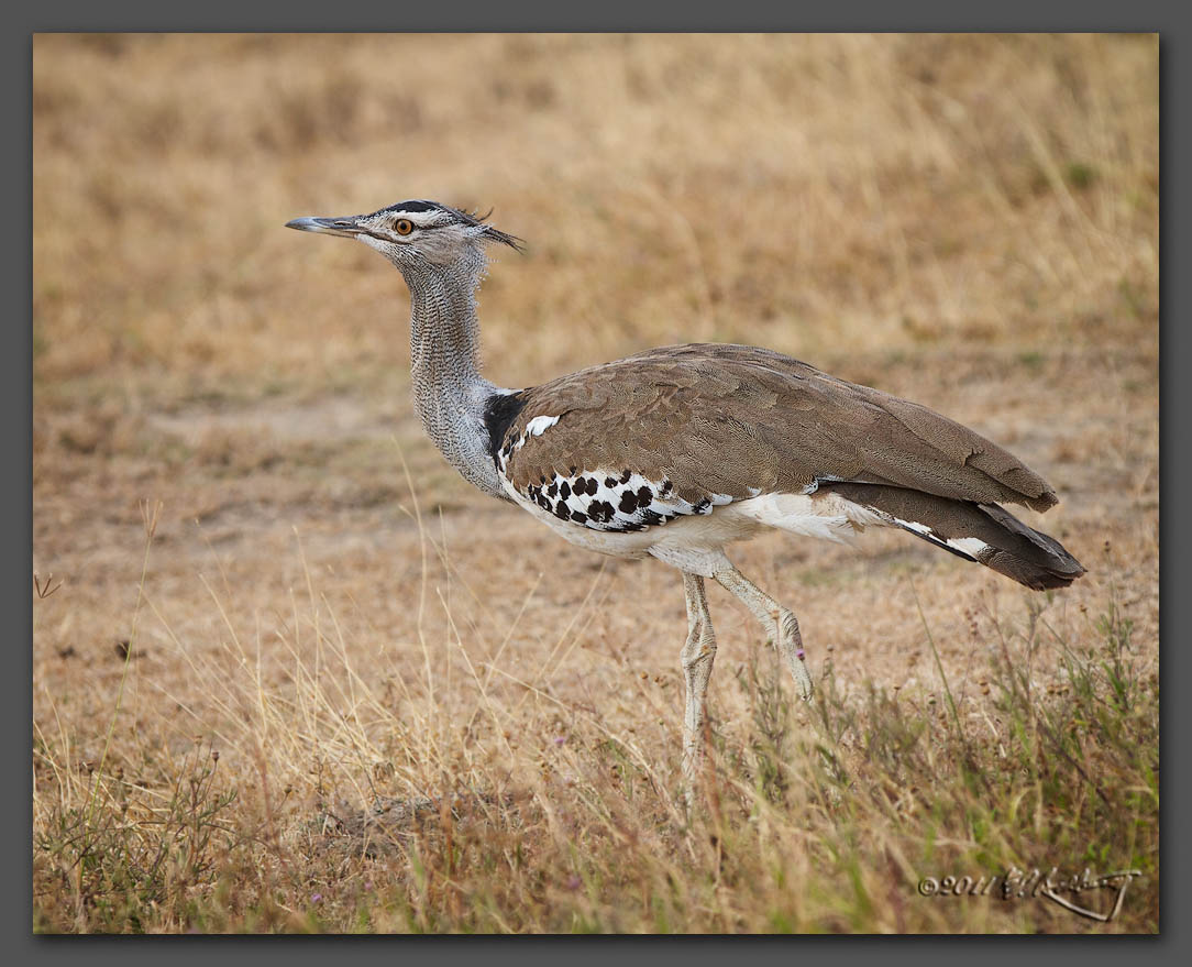 IMAGE: http://www.edrotberg.org/images/Kori%20Bustard.jpg