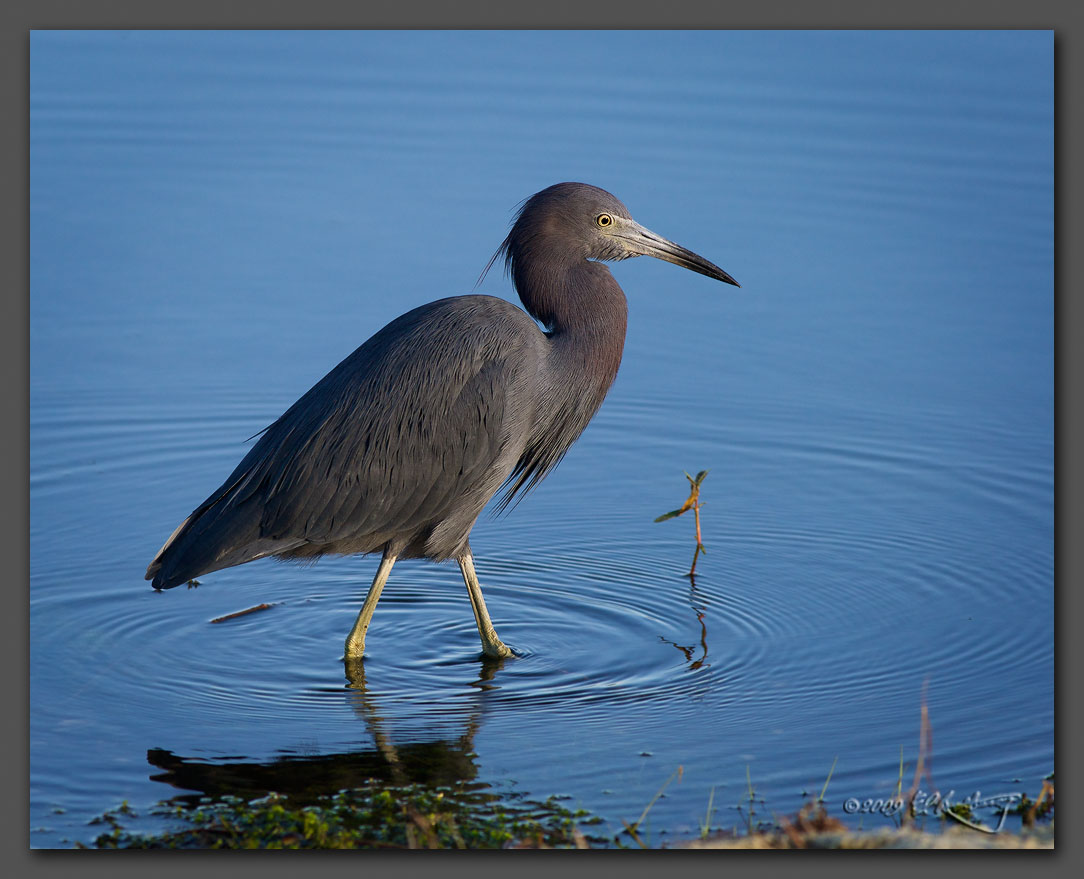 IMAGE: http://www.edrotberg.org/images/LBH%20-%20Orlando.jpg