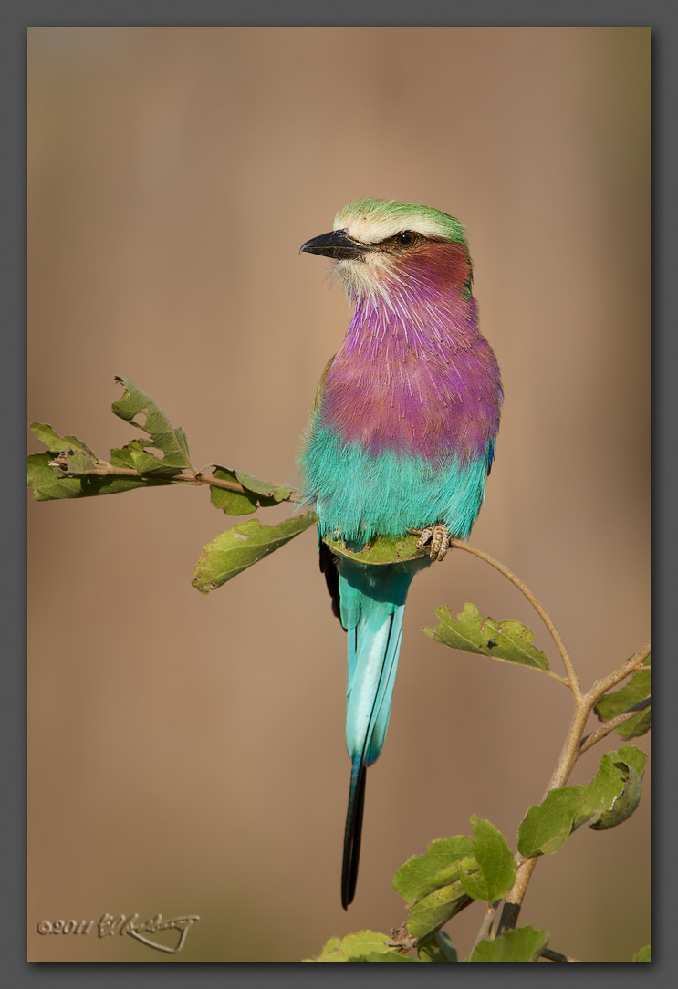 IMAGE: http://www.edrotberg.org/images/Lilac-breasted%20Roller%203.jpg